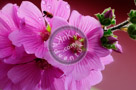 Rose_Of_Sharon_001_KTA5261