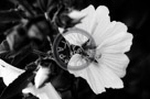 Rose_Of_Sharon_002_Black_N_White_KTA5188