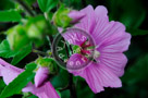 Rose_Of_Sharon_002_KTA5188