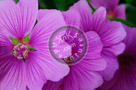 Rose_Of_Sharon_003_KTA5212