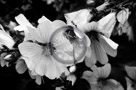 Rose_Of_Sharon_004_Black_N_White_KTA5254