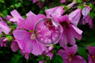 Rose_Of_Sharon_004_KTA5254