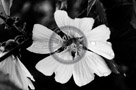 Rose_Of_Sharon_005_Black_N_White_KTA5189