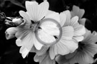 Rose_Of_Sharon_006_Black_N_White_KTA5269