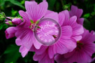Rose_Of_Sharon_006_KTA5269