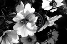 Rose_Of_Sharon_007_Black_N_White_KTA5296-a
