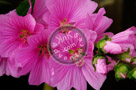 Rose_Of_Sharon_008_KTA5250