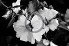 Rose_Of_Sharon_009_Black_N_White_KTA5277