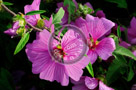 Rose_Of_Sharon_009_KTA5277