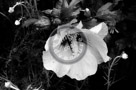 Rose_Of_Sharon_010_Black_N_White_KTB0763