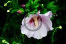 Rose_Of_Sharon_010_KTB0763