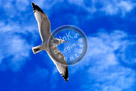 Seagull
