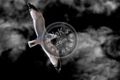 Seagull_Black_N_White