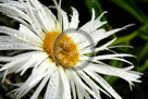 Shasta_Daisy_001