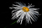 Shasta_Daisy_002_KTB4589