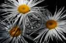 Shasta_Daisy_003_KTB4593