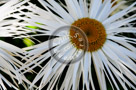 Shasta_Daisy_004_KTB4560