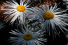 Shasta_Daisy_006_KTB4608