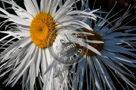 Shasta_Daisy_007_KTB4618