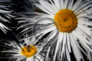 Shasta_Daisy_009_KTB4621