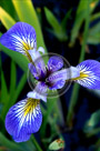 Siberian_Iris