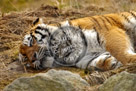 Siberian_Tiger_02_KMT7517