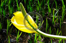 Skunk_Cabbage_01_KTA0210