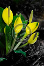 Skunk_Cabbage_02_KTA0210