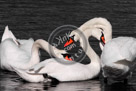 Swans_KMT7226