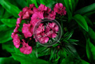 Sweet_William_001_KMT2172