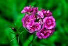 Sweet_William_002_KMT2181