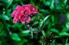 Sweet_William_004_KTA3668