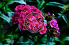 Sweet_William_005_KTA3687