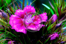 Sweet_William_006_KTA3700