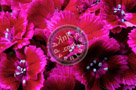 Sweet_William_007_KTA3720