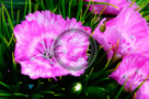 Sweet_William_008_KTA3753