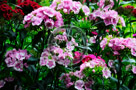 Sweet_William_009_KTA4050