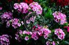 Sweet_William_010_KTA4060