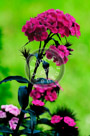 Sweet_William_011_KTA3808