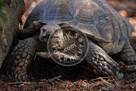 Tortoise_KMT4418