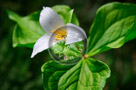 Trillium_01_KTA0248