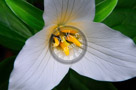 Trillium_02_KTA0334