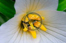 Trillium_03_KTA0315