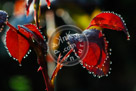 Water_Droplets_001_KMT6846