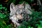 Wolves_001_KTA5463