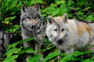 Wolves_002_KTA5463
