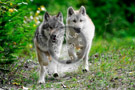 Wolves_Running_003_KTA5935
