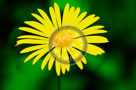 Yellow_Daisy_KTA1567